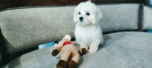 Eladó máltai selyem kan és szuka kiskutya - kép 3