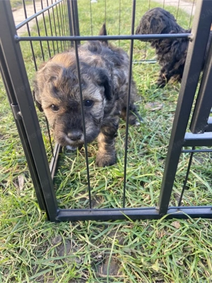 Havapoo kiskutyák - kép 4