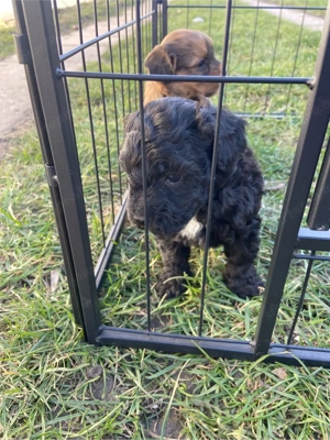 Havapoo kiskutyák - kép 3