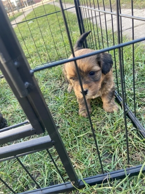 Havapoo kiskutyák - kép 5