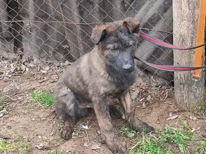 Holland juhász , német juhász , Mali  - kép 3