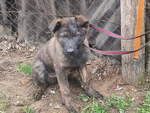Holland juhász , német juhász , Mali  - kép 2