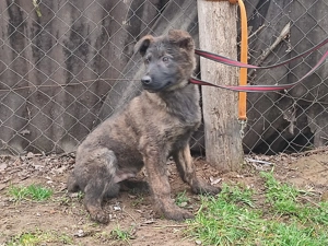 Holland juhász , német juhász , Mali  - kép 5