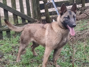 Belga juhász, Mali, malinois 