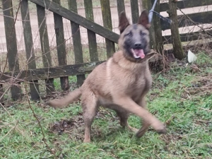 Belga juhász, Mali, malinois  - kép 2