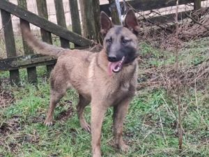 Belga juhász, Mali, malinois  - kép 3