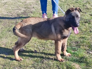 Belga juhász, Mali, malinois  - kép 5