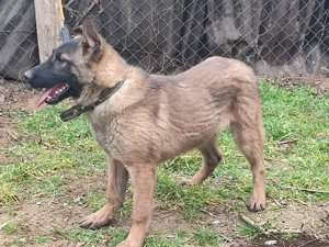 Belga juhász, Mali, malinois  - kép 9
