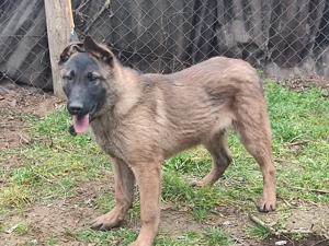 Belga juhász, Mali, malinois  - kép 7