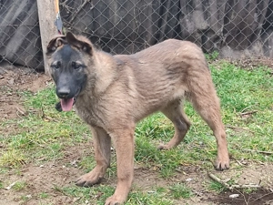 Belga juhász, Mali, malinois  - kép 8