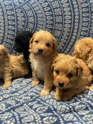 Maltipoo kiskutyák - kép 2