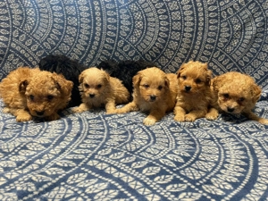 Maltipoo kiskutyák - kép 7