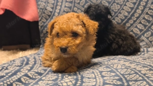 Maltipoo kiskutyák - kép 4