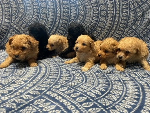 Maltipoo kiskutyák - kép 6