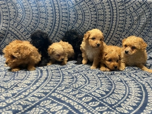 Maltipoo kiskutyák - kép 3