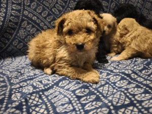 Maltipoo kiskutyák - kép 5