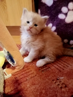 Maine coon cica- Hivatalos tenyészetből 