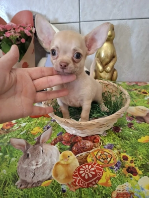 Mini csivava kisfiú törzskönyvel.9 hetes. - kép 4