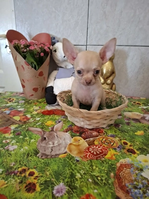 Mini csivava kisfiú törzskönyvel.9 hetes. - kép 5