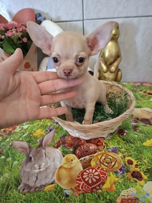 Mini csivava kisfiú törzskönyvel.9 hetes. - kép 2