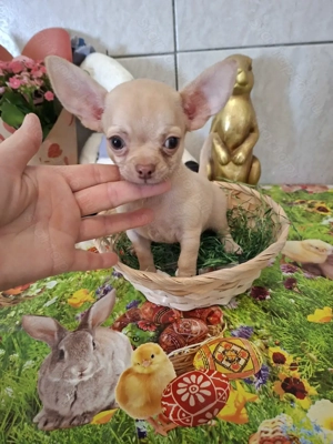 Mini csivava kisfiú törzskönyvel.9 hetes. - kép 3