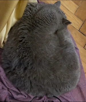 Eladó törzskönyves brit cica - kép 3