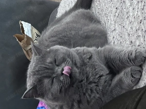 Eladó törzskönyves brit cica - kép 4