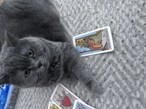 Eladó törzskönyves brit cica - kép 2