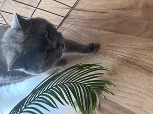 Eladó törzskönyves brit cica - kép 5