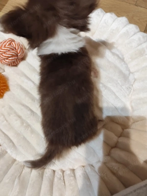 Csokoládé színű szuka Csivava-Chihuahua - kép 5