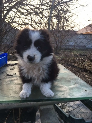 Border collie kiskutya - kép 3