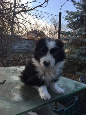 Border collie kiskutya - kép 4