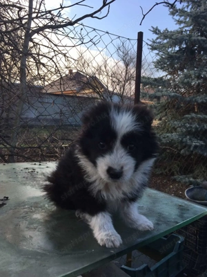Border collie kiskutya - kép 2