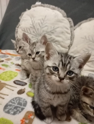 Eladó brit rövidszőr jellegű kiscicák! - kép 3