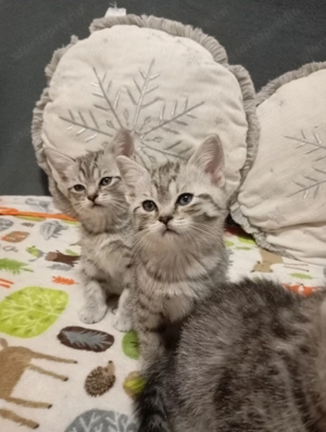 Eladó brit rövidszőr jellegű kiscicák! - kép 2