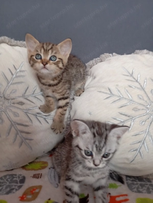 Eladó brit rövidszőr jellegű kiscicák! - kép 5