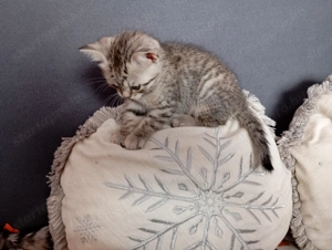 Eladó brit rövidszőr jellegű kiscicák! - kép 4