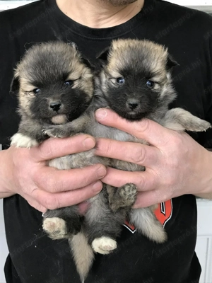 Eladók, foglalhatóak, Tündéri Spicc, Spitz kiskutyák! Lányok és fiúk.