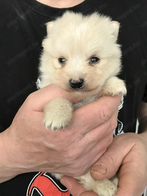 Eladók, foglalhatóak, tündéri Spicc, Spitz kutyusok! Lányok és fiúk! - kép 12