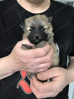 Eladók, foglalhatóak  tündéri Spicc, Spitz kutyusok! Lányok és fiúk! - kép 9