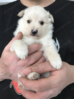 Eladók, foglalhatóak, tündéri Spicc, Spitz kutyusok! Lányok és fiúk! - kép 2