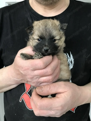 Eladók, foglalhatóak, tündéri Spicc, Spitz kutyusok! Lányok és fiúk! - kép 8