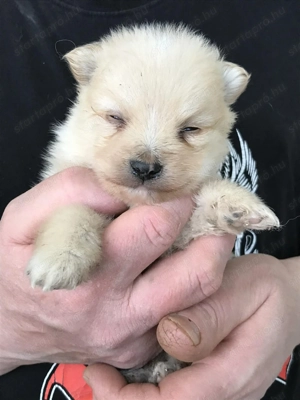 Eladók, foglalhatóak, tündéri Spicc, Spitz kutyusok! Lányok és fiúk! - kép 7