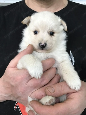 Eladók, foglalhatóak, tündéri Spicc, Spitz kutyusok! Lányok és fiúk! - kép 5