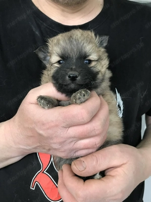 Eladók, foglalhatóak, tündéri Spicc, Spitz kutyusok! Lányok és fiúk! - kép 6