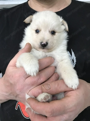 Eladók, foglalhatóak, tündéri Spicc, Spitz kutyusok! Lányok és fiúk! - kép 9