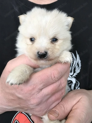 Eladók, foglalhatóak  tündéri Spicc, Spitz kutyusok! Lányok és fiúk! - kép 11