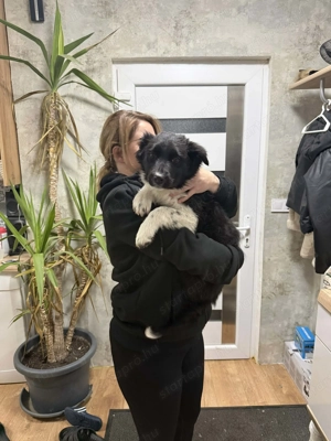 Border Collie 5 hónapos szuka standard