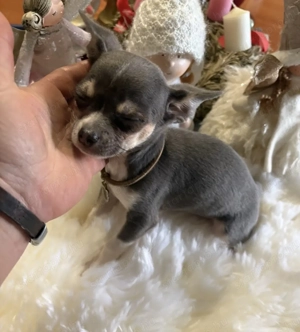 csivava kislány - kép 2