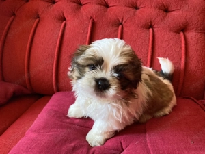  Si-cu (Shih-tzu)kiskutyák eladók !